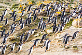 Group of gentoo penguins (Pygoscelis papua) walking up a steep slope; Falkland Islands, Antarctica