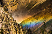 Lodgepole-Kiefern (Pinus contorta) am Rande der Felswände mit der von der Sonne beschienenen Gischt der Lower Falls, die einen Regenbogen im Grand Canyon of the Yellowstone im Yellowstone National Park bilden; Wyoming, Vereinigte Staaten von Amerika