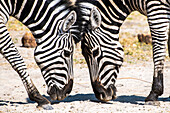 Paar Steppenzebras (Equus burchelli) Auge in Auge mit ihren Nasen auf dem Boden; Afrika