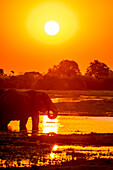 Silhouette of an African bush elephant (Loxodonta africana) standing at the riverside at sunset; Okavango Delta, Botswana