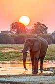 Afrikanischer Buschelefant (Loxodonta africana) beim Spaziergang am Flussufer bei Sonnenuntergang; Okavango Delta, Botswana