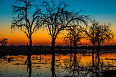 Silhouette einer Reihe von abgestorbenen Bäumen, deren orangefarbenes Leuchten sich im Sonnenuntergang im Fluss spiegelt; Okavango Delta, Afrika