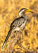 Nahaufnahme eines südlichen Gelbschnabel-Hornvogels (Tockus leucomelas); Okavango-Delta, Botswana