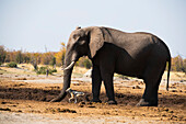 Ein afrikanischer Buschelefant (Loxodonta africana) gräbt in der Savanne ein Loch in den Boden, um an Wasser zu kommen, während ein Schabrackenschakal (Lupulella mesomelas) vorbeizieht; Okavango Delta, Botswana