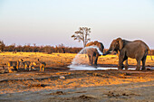Zwei afrikanische Buschelefanten (Loxodonta africana) spucken Wasser aus einem Wasserloch in Richtung einer Gruppe von Löwinnen (Panthera leo), die daneben stehen und zusehen; Botswana