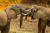 Zwei afrikanische Buschelefanten (Loxodonta africana) reiben liebevoll ihre Gesichter aneinander; South Luangwa National Park, Sambia