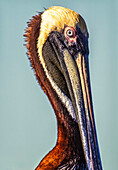 Nahaufnahme des Kopfes eines Braunpelikans (Pelecanus occidentalis) an der Westküste von Florida; Sanibel Island, Florida, Vereinigte Staaten von Amerika