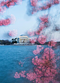 Das Thomas Jefferson Memorial wird bei Sonnenuntergang von Kirschblüten umrahmt.