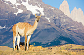 Portrait of a guanaco (Lama guanicoe) looking at camera, Torres del Paine National Park; Patagonia, Chile