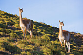 Portrait of two guanacos (Lama guanicoe) standing on a sloped mountainside looking at camera, Torres del Paine National Park; Patagonia, Chile