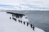 Adeliepinguine (Pygoscelis adeliae) gehen in einer Reihe.