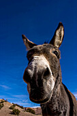 Ein Porträt eines Esels in New Mexico.