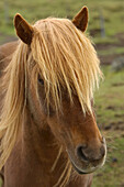 Porträt eines Islandpferdes, Equus scandinavicus.