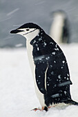 Porträt eines Zügelpinguins, Pygoscelis antarctica, im Schneesturm.