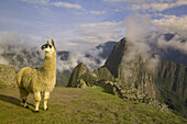 Lama schaut über die präkolumbianischen Inkaruinen von Machu Picchu.