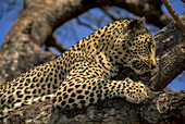 Ein wachsamer Leopard, Panthera pardus, ruht sich auf einem stabilen Baumstamm aus.