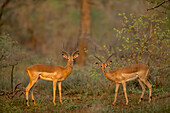 Ein Paar Impalas, Aepyceros melampus, schaut den Fotografen an.