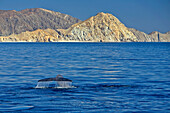 Blue whale, Balaenoptera musculus, flukes raised, swimming offshore.