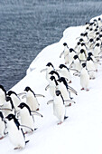 Adeliepinguine (Pygoscelis adeliae) gehen in einer Reihe.