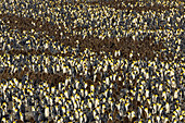 Königspinguine (Aptenodytes patagonica), die zu Tausenden nisten.