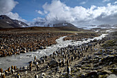 King Penguins (Aptenodytes patagonica) nesting along meltwater stream.