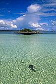 Hai im klaren Wasser in der Nähe einer Pilzinsel im Aldabra-Atoll.