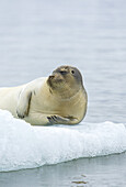 Bearded Seal, Spitsbergen Island, Hornsund, Svalbard, Norway.