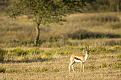 A Thomson's Gazelle looks at the camera.