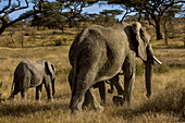 Afrikanische Elefanten und zwei Jungtiere in afrikanischer Landschaft.