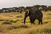 An African elephant walks through the Serengeti plains.