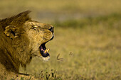 Ein afrikanischer Löwe gähnt in der Mittagssonne.