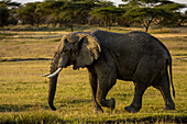 An African Elephant walks through the Serengeti plains.