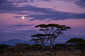 Full moon-rise at twilight with trees on the plains.