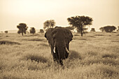 Ein afrikanischer Elefant spaziert durch die Serengeti-Ebenen.