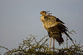 Secretary bird, Sagittarius serpentarius, standing in a thorny bush.