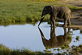 Afrikanischer Elefant und sein Spiegelbild in einer Wasserstelle.