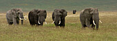 Five African elephants in grass along the waterside.