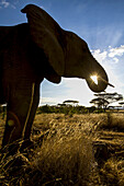 Silhouetted African elephant seeming to hold the sun in it's trunk.