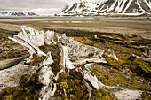 Tufted saxifrage growing among old bowhead whale bones.