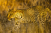 Leopard, Panthera pardus, in Gräsern bei Sonnenaufgang.