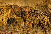 Spotted hyenas, Crocuta crocuta, at a kill at sunrise.