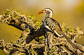 Profile of a red-billed hornbill perched on a branch.