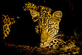Portrait of a resting leopard, Panthera pardus, at night.
