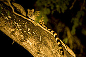 Large Spotted Genet sitting in a tree at night.