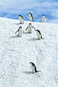 Chinstrap penguins walking down a snowbank.