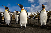 Close up of four king penguins, Aptenodytes patagonicus.