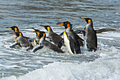 A group of king penguins running into the surf.