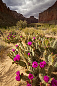 Grizzly bear prickly pear cactus, Opuntia erinacea.