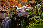 Karminroter Affe und gelbe Akelei wachsen auf Felsen in der Nähe eines Wasserfalls.