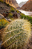 Nahaufnahme eines kalifornischen Tonnenkaktus, Ferocactus cylindraceus.